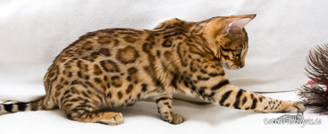 Bengal rosetted